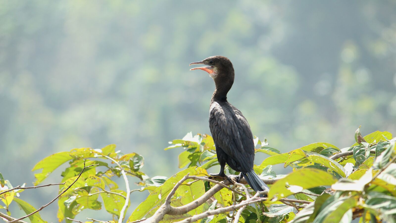 Canon EOS 1300D (EOS Rebel T6 / EOS Kiss X80) sample photo. Little cormorant, bird, avian photography