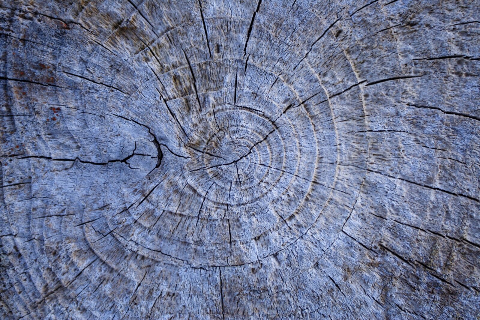 Canon EOS 350D (EOS Digital Rebel XT / EOS Kiss Digital N) sample photo. Wood, tree, stump photography