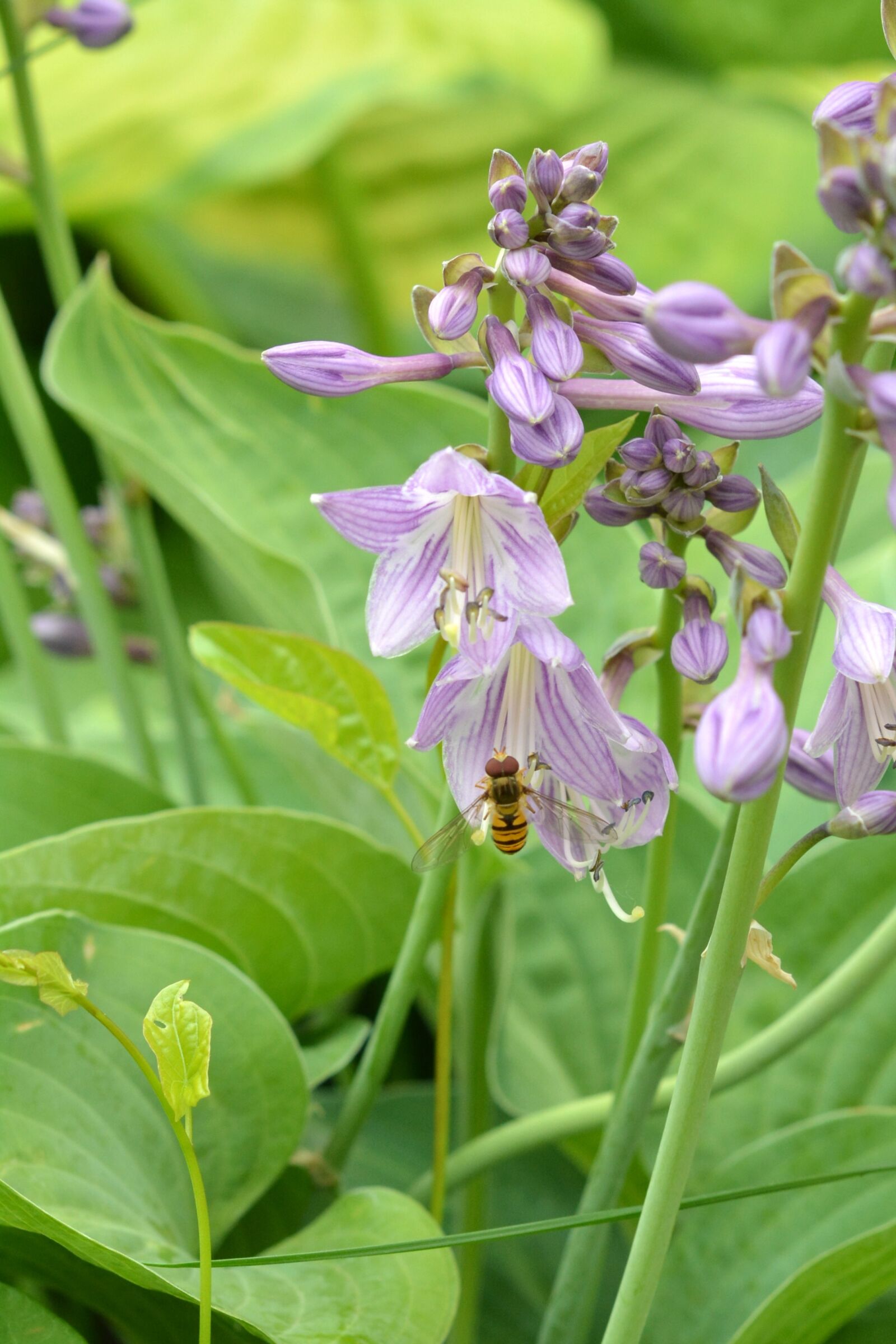 Nikon D5200 sample photo. Hosta leaf, studio funkie photography