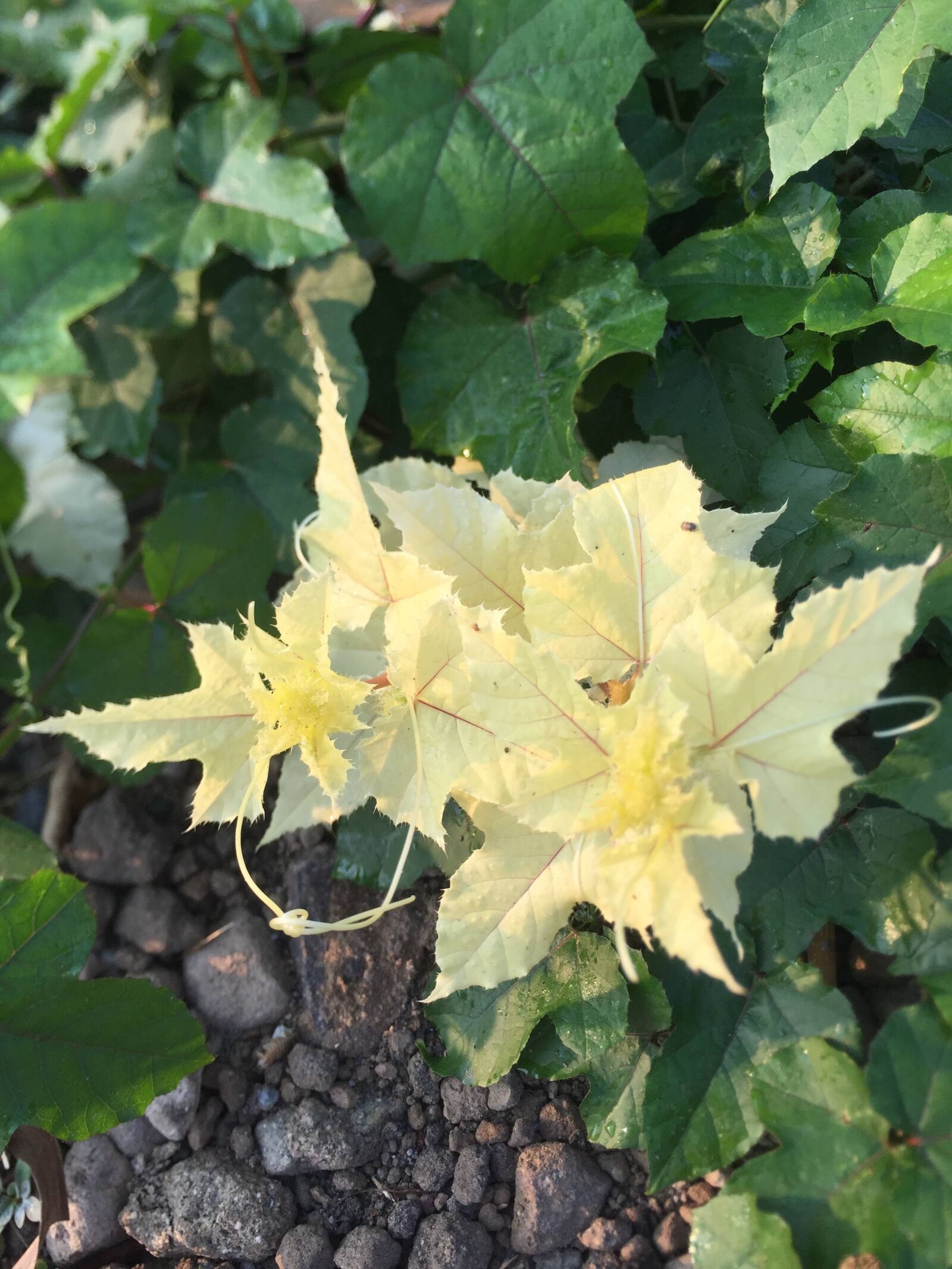 iPhone 6 back camera 4.15mm f/2.2 sample photo. Yellow leaf, yellow flower photography