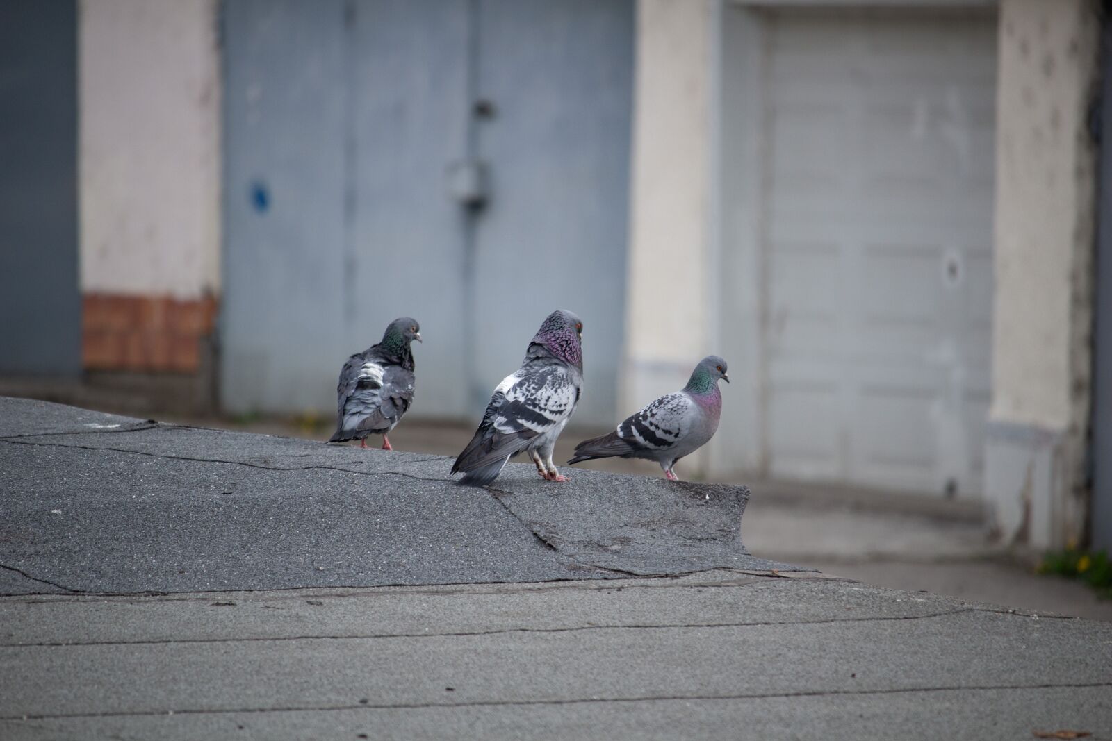 Canon EOS 100D (EOS Rebel SL1 / EOS Kiss X7) sample photo. Doves, pigeons, bird photography