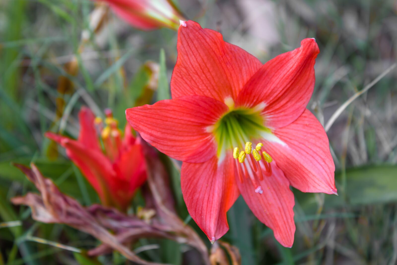 Canon EOS 700D (EOS Rebel T5i / EOS Kiss X7i) sample photo. Tube lily, flower, red photography