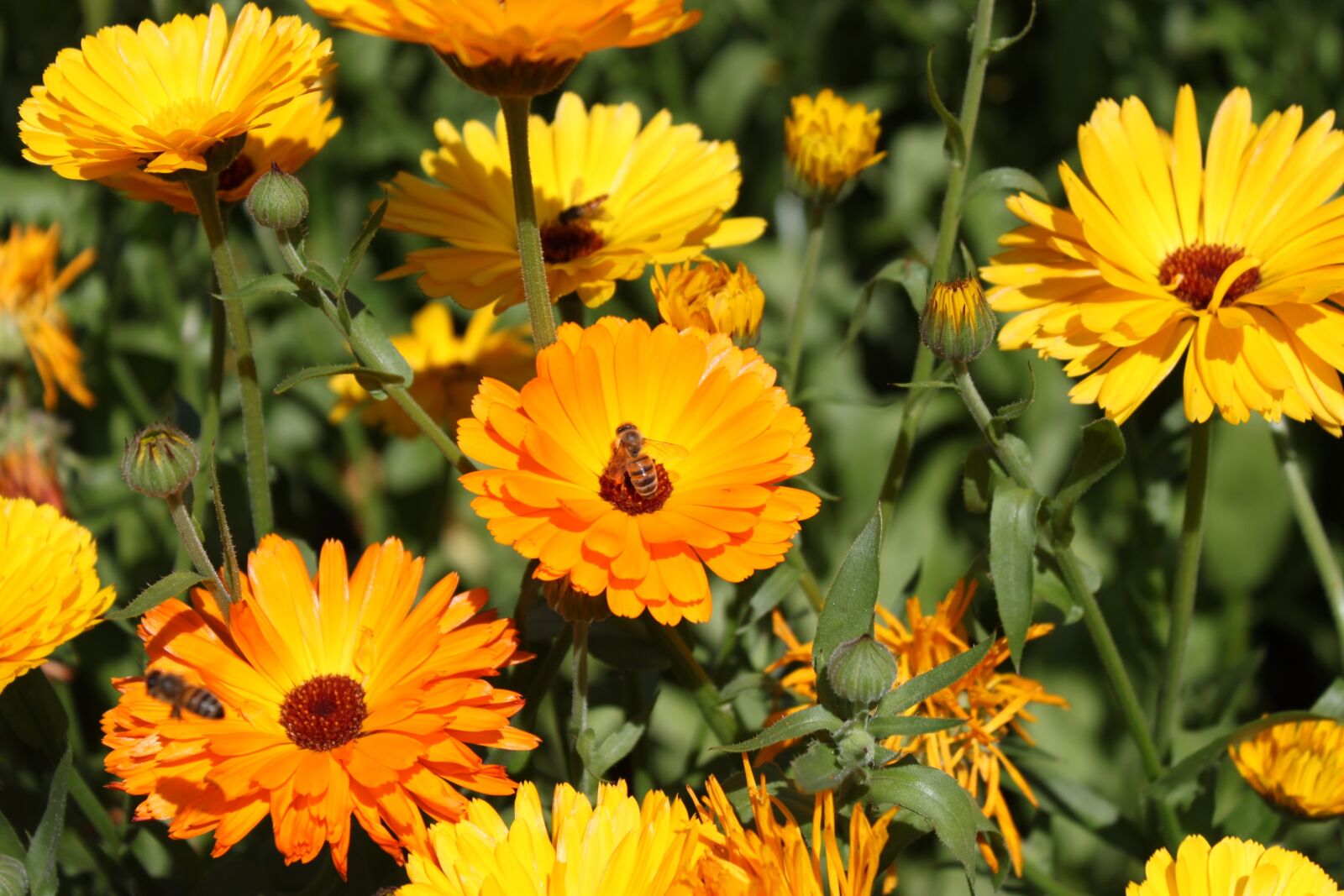 Canon EOS 500D (EOS Rebel T1i / EOS Kiss X3) sample photo. Flower, bee, flowers photography