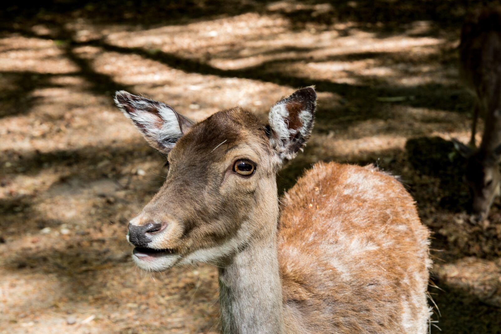 Canon EOS 80D sample photo. Damm wild, red deer photography