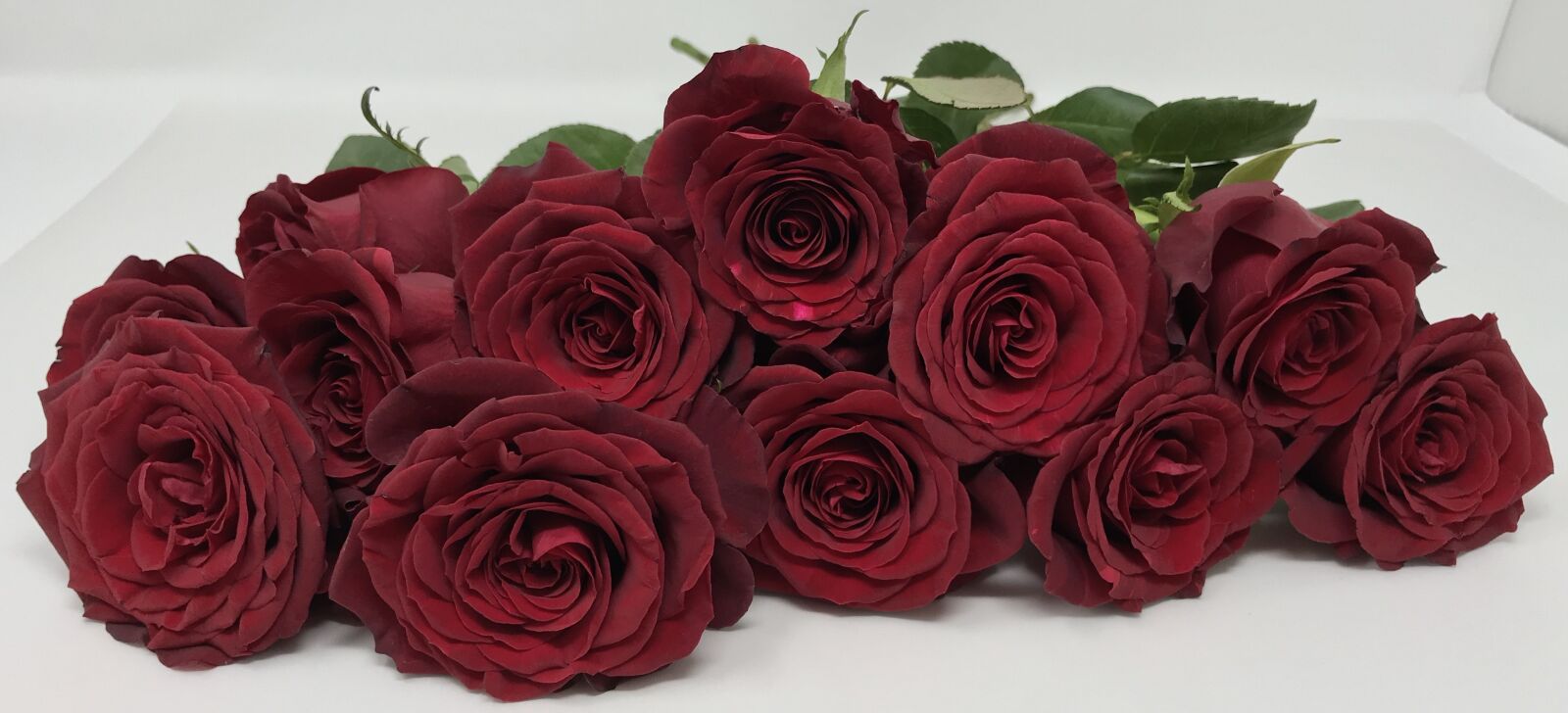 Apple iPhone 7 sample photo. Red, roses, flower photography