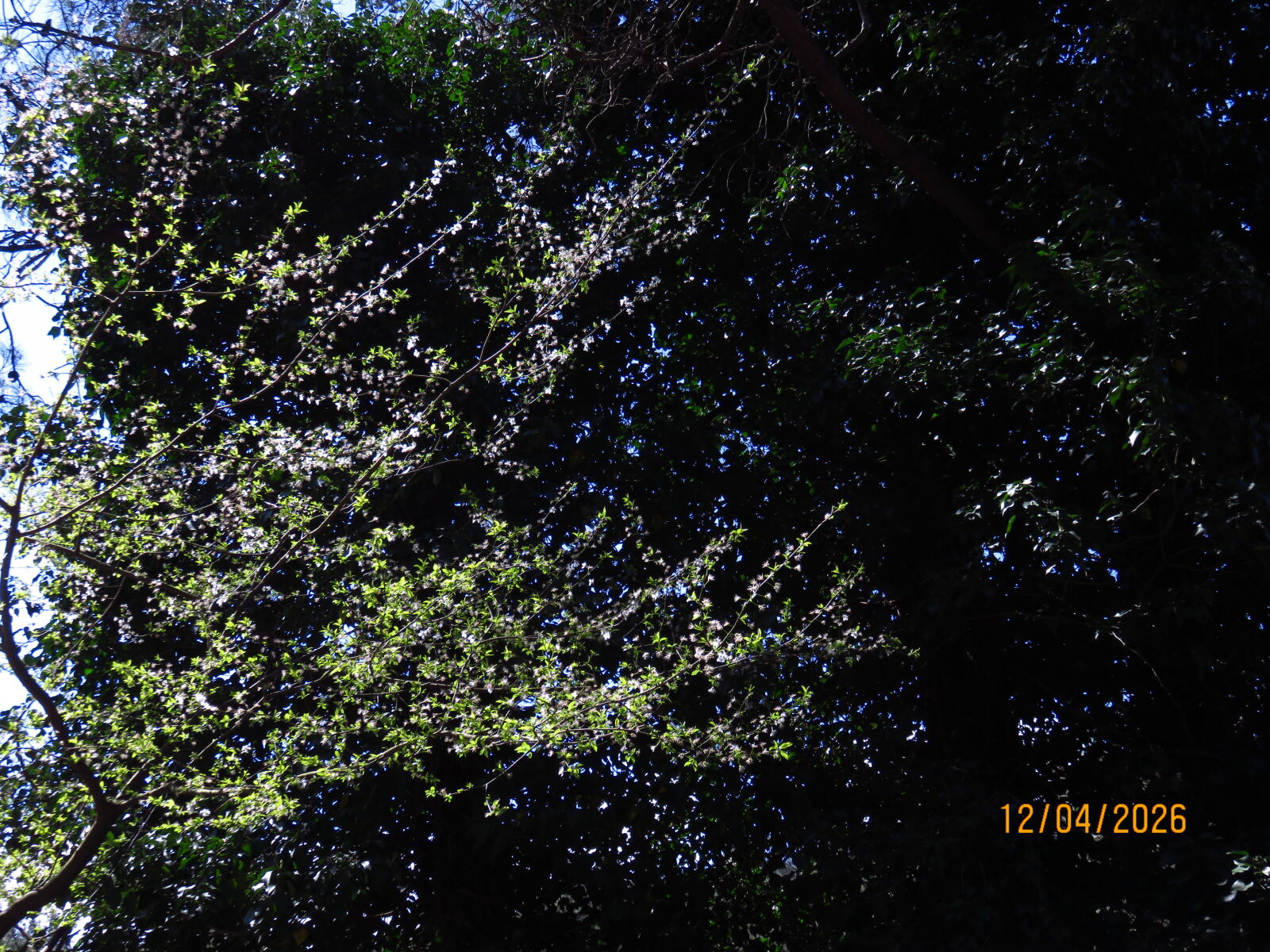 Canon PowerShot SX700 HS sample photo. Contrast on leaves in photography