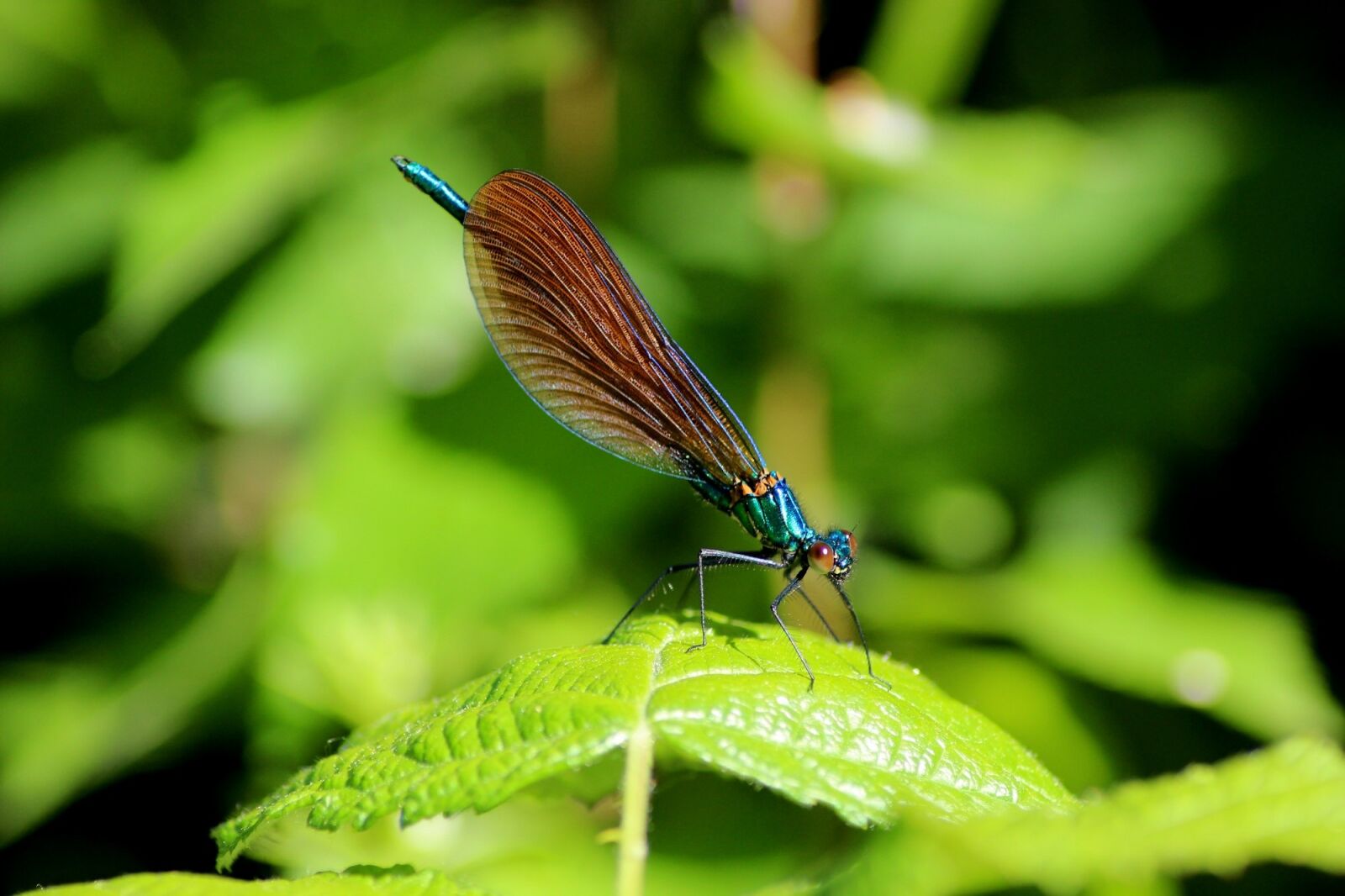 Canon EOS 600D (Rebel EOS T3i / EOS Kiss X5) sample photo. Insect, macro, dragonfly photography