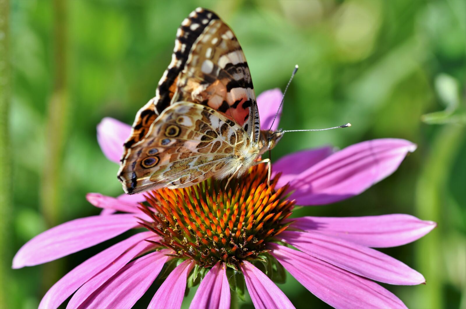 Nikon D7200 sample photo. Butterfly, peacock, butterflies photography