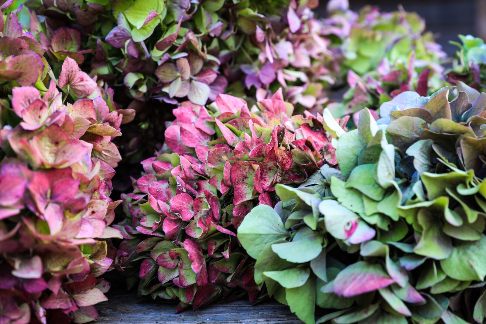 Canon EOS 5D Mark IV sample photo. Hydrangea, autumn, fall flowers photography
