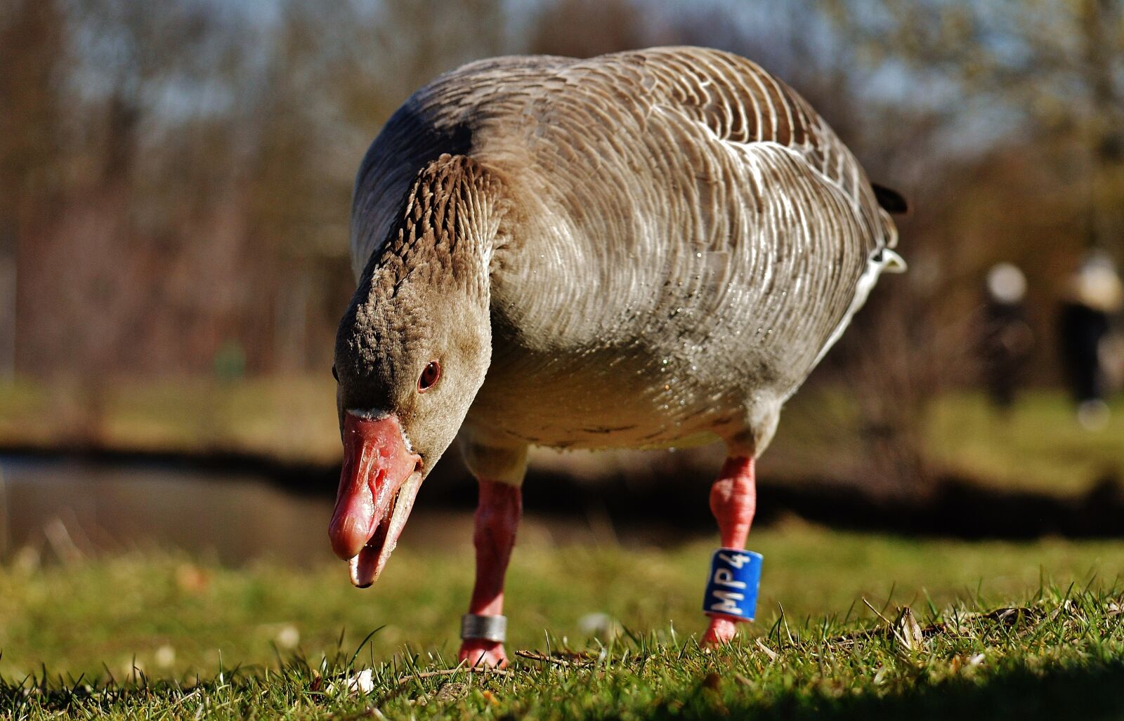 Nikon D3200 sample photo. Goose, bird, feather photography