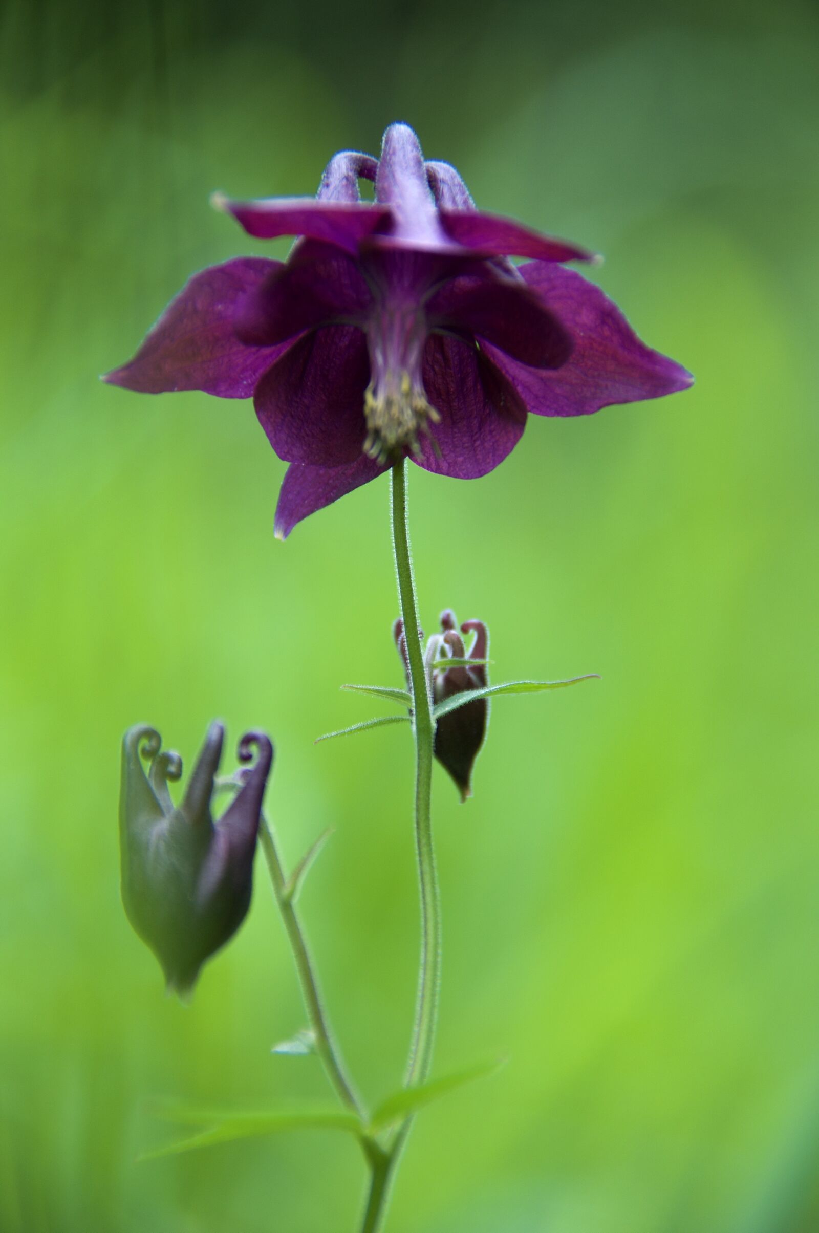 Nikon D90 sample photo. Botany, mountain flowers, columbine photography