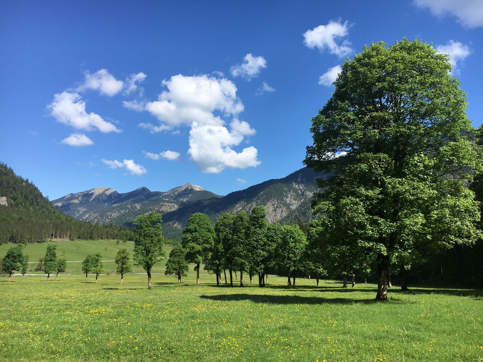 Apple iPhone 6s sample photo. Maple trees, austria, mountains photography