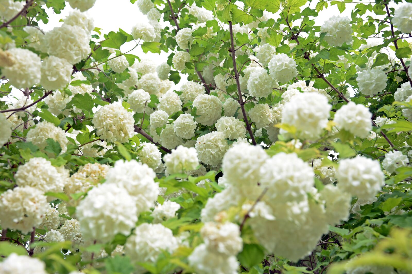 Nikon D7100 sample photo. Flower, white, peace photography
