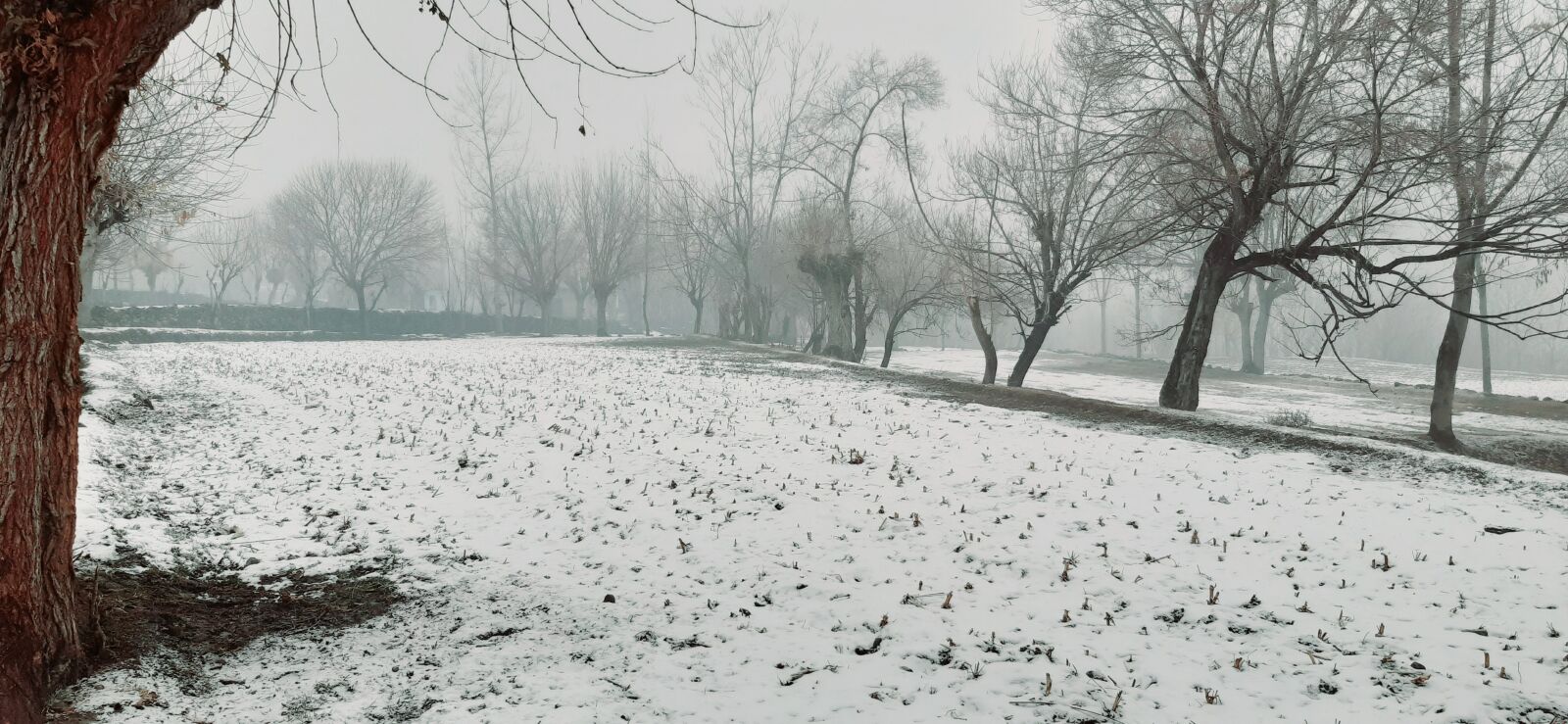 Samsung Galaxy A30 sample photo. Snowfall, nature, snow photography