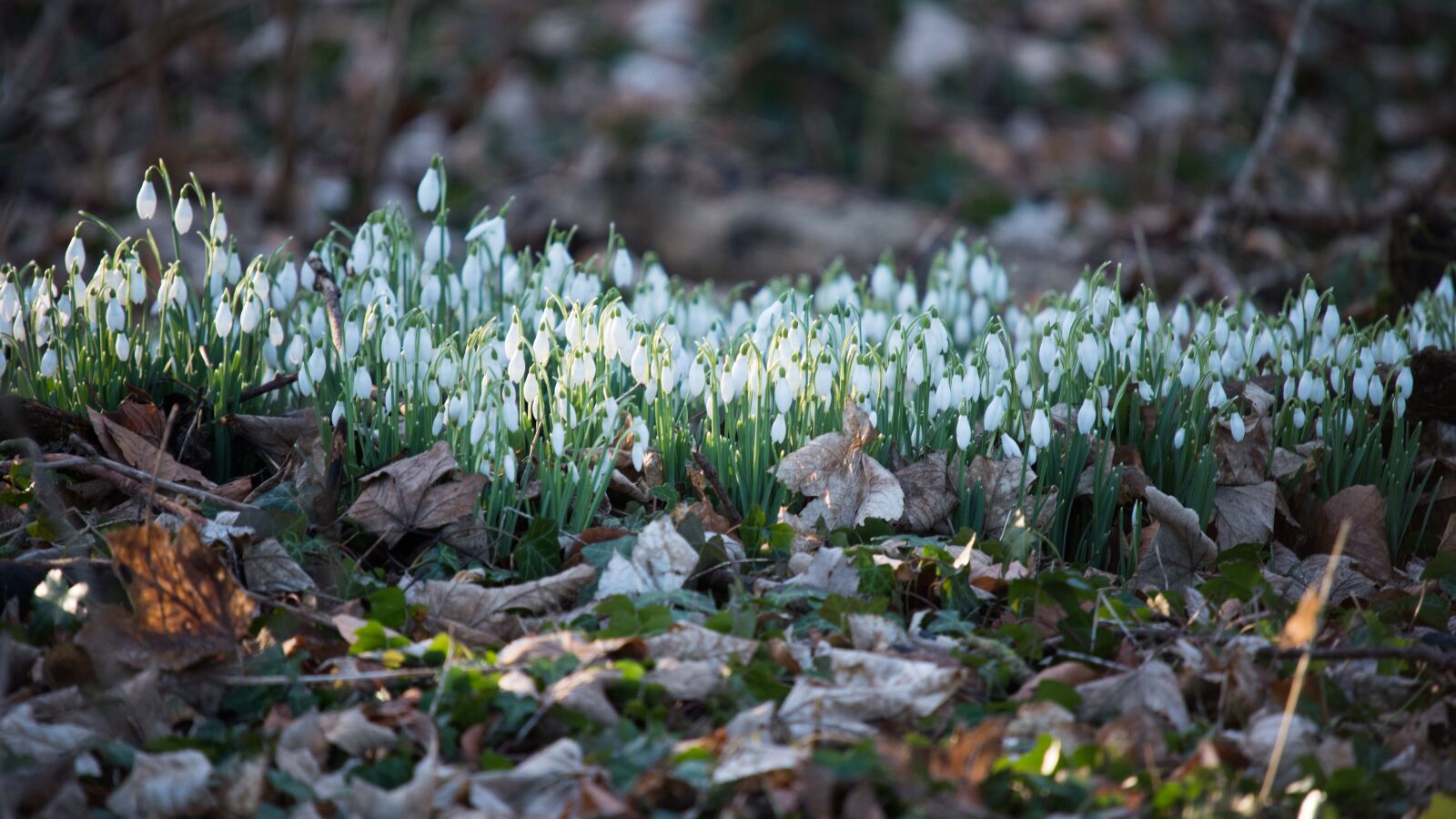 Nikon D750 sample photo. Snowdrops, nature, flora photography