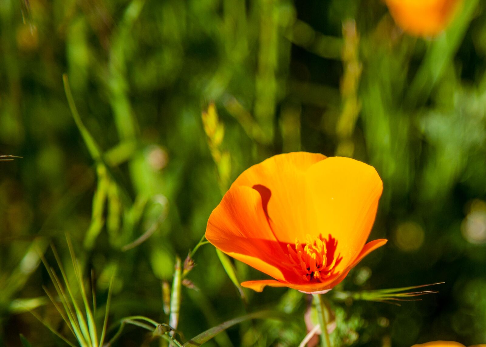 Canon EOS 5D Mark II sample photo. California, poppy photography