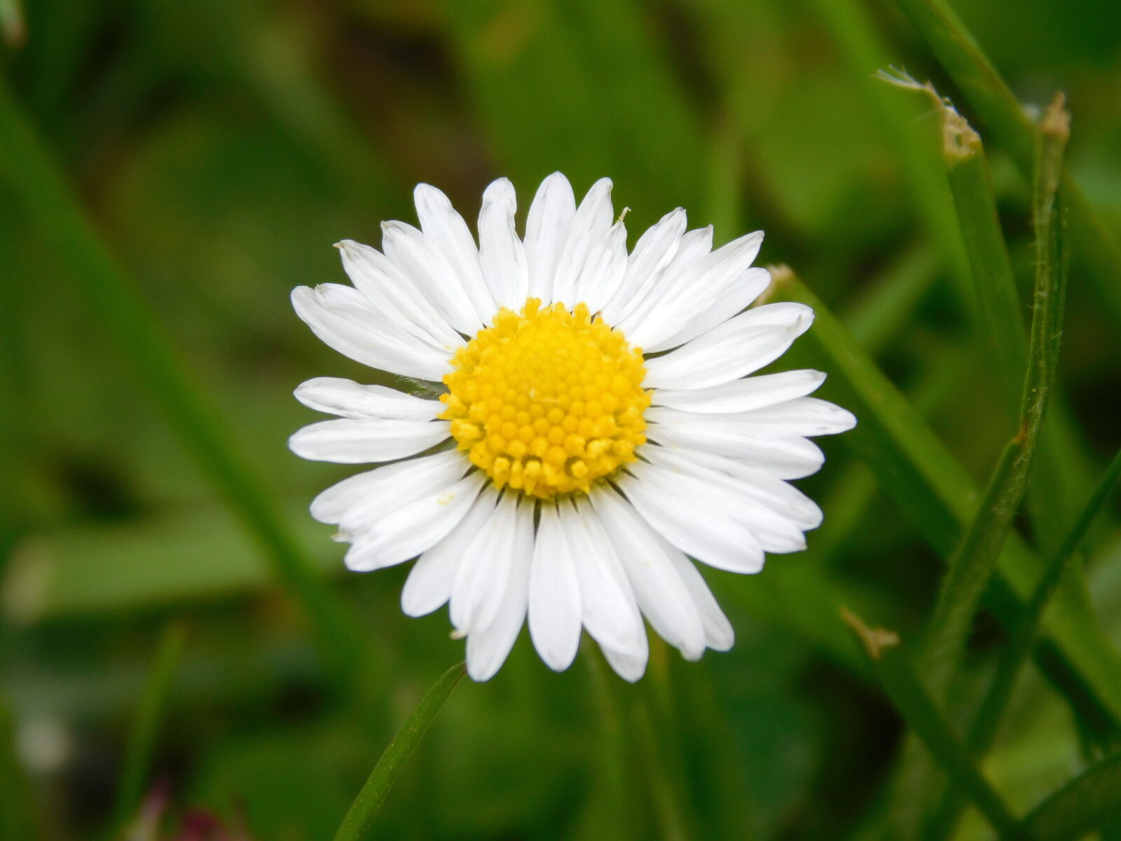 Nikon Coolpix L840 sample photo. Flower, green, summer, white photography