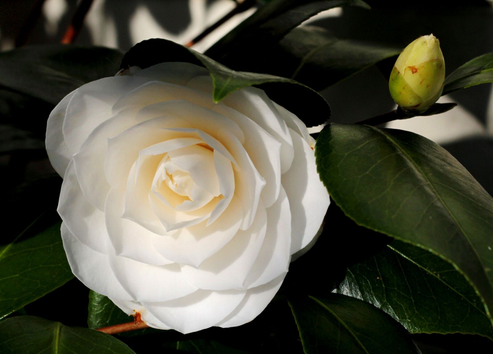 Canon EOS 600D (Rebel EOS T3i / EOS Kiss X5) + Canon EF 50mm F1.8 STM sample photo. Camellia, white, flower photography