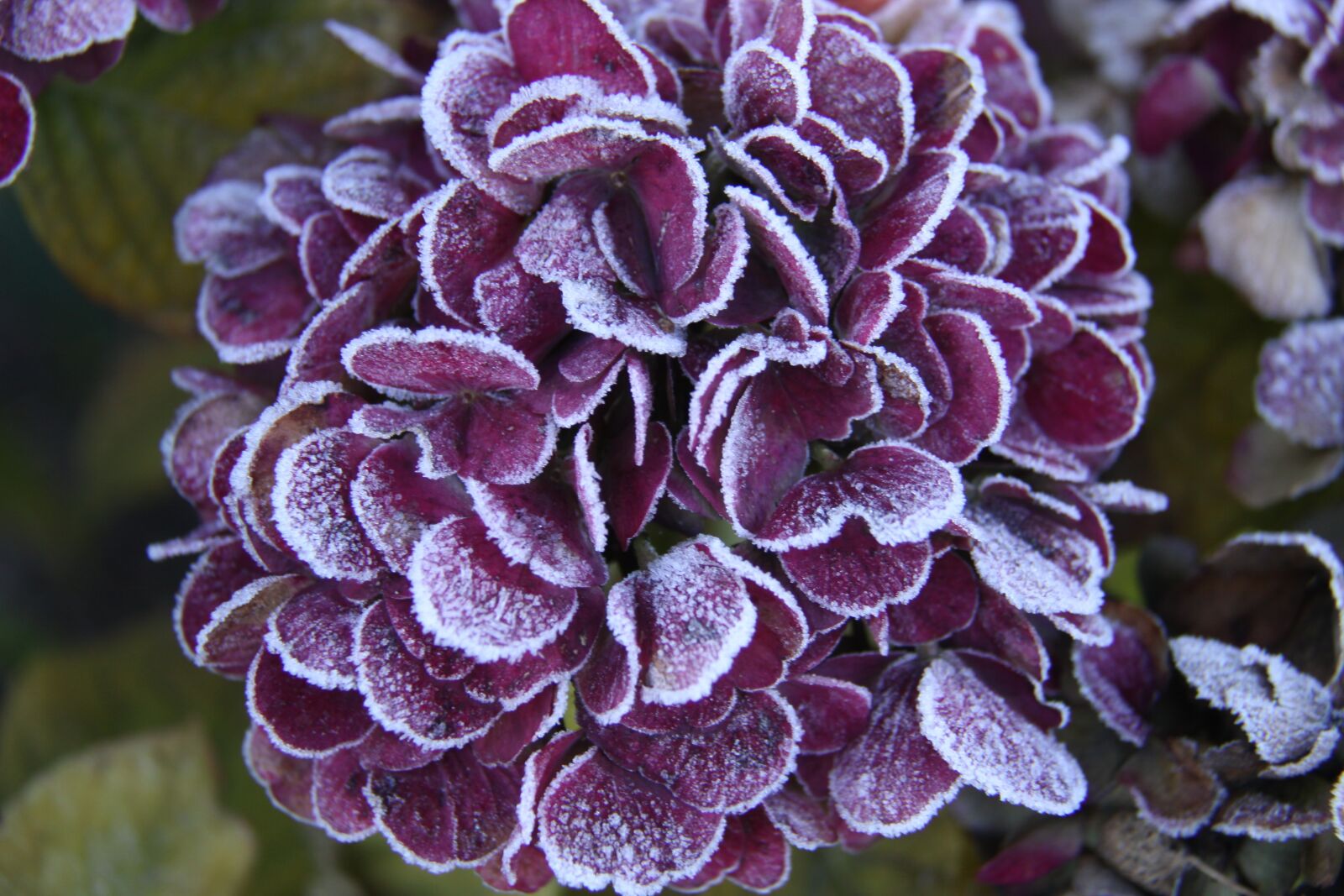 Canon EOS 50D sample photo. Hydrangea, flower, blomsterhoved photography