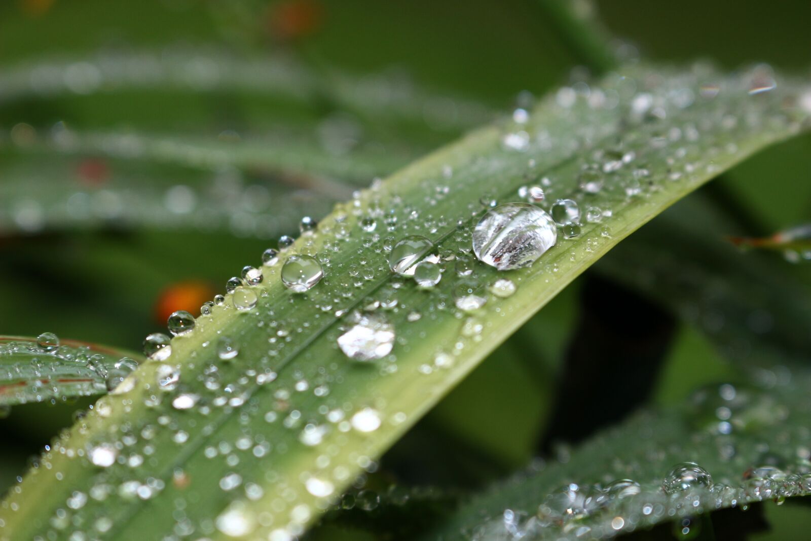 Canon EOS 100D (EOS Rebel SL1 / EOS Kiss X7) sample photo. Grass, dew, nature photography