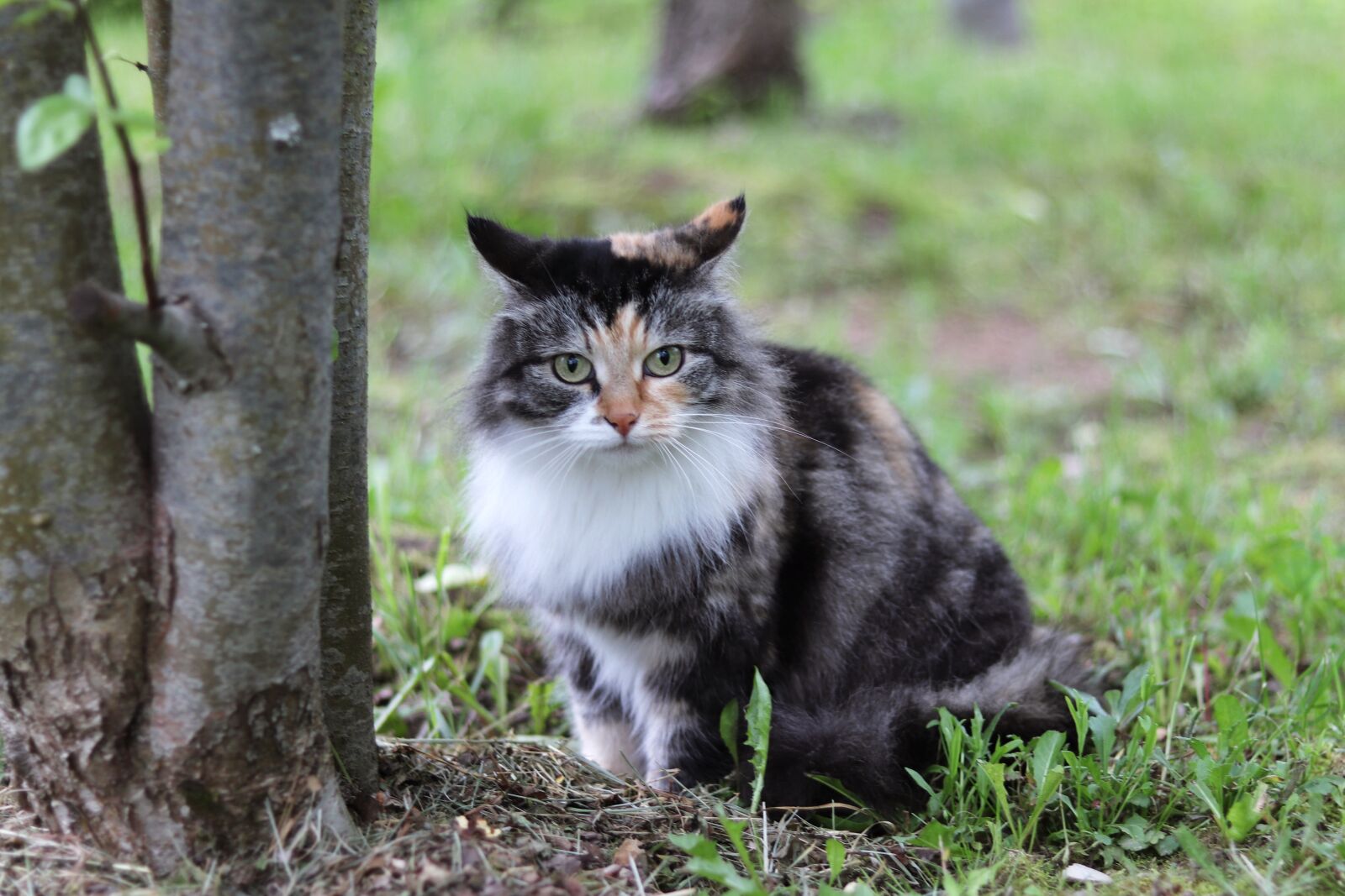 Canon EOS 200D (EOS Rebel SL2 / EOS Kiss X9) + Canon EF 50mm F1.8 STM sample photo. Cat, kisa, darling photography