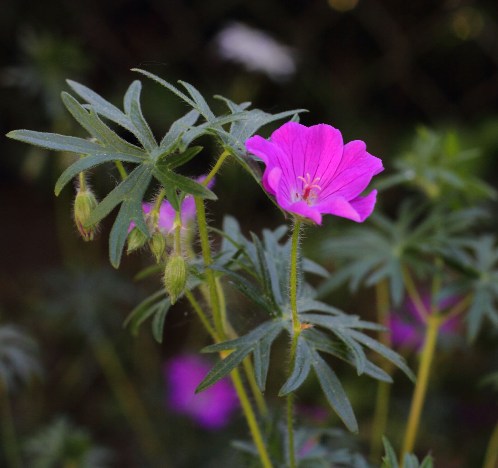 Canon EOS 7D + Canon EF 50mm F1.4 USM sample photo. Flower, garden, flora photography
