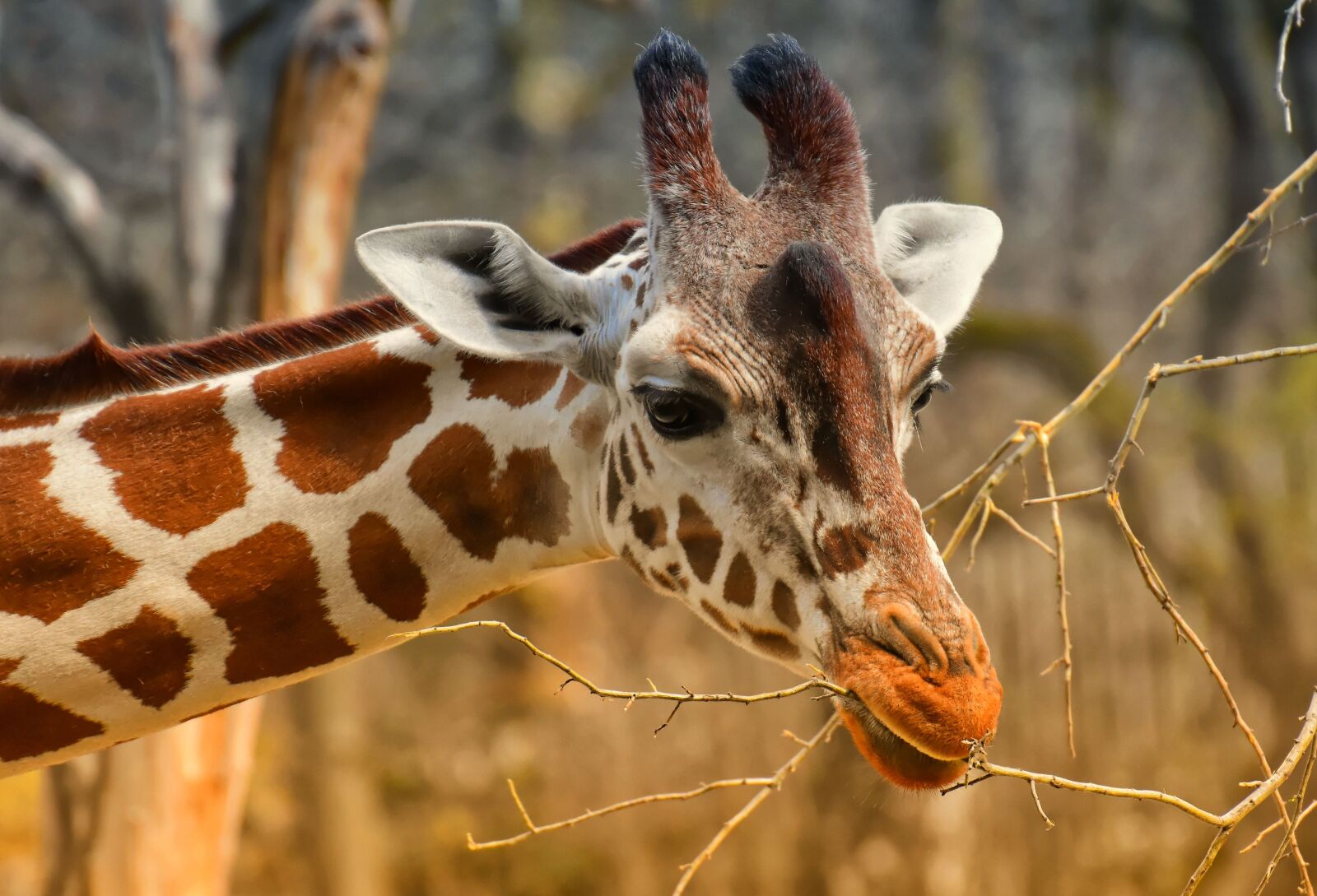 Nikon D7200 sample photo. Giraffe, zoo, animal photography