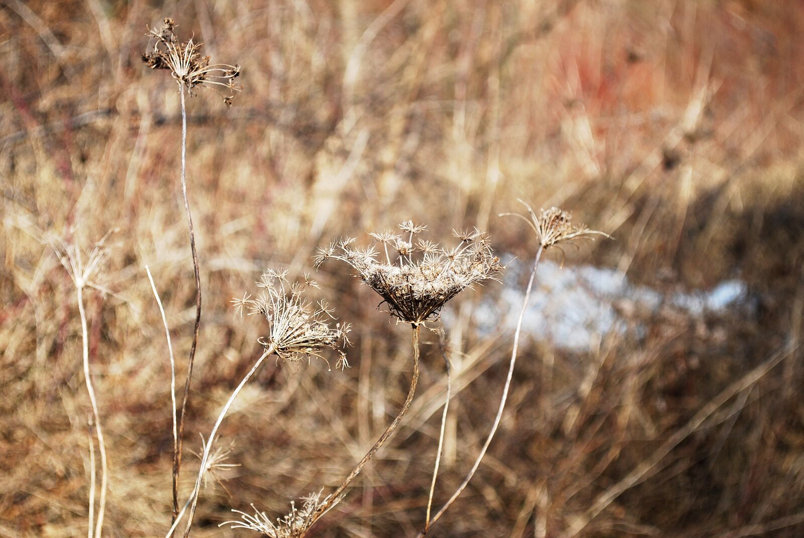 Nikon D60 sample photo. Winter, dry grass, nature photography
