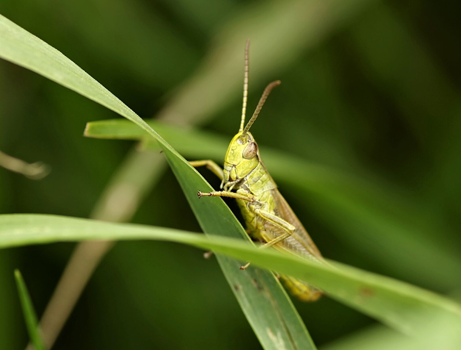 Pentax K-S2 sample photo. Grasshopper, tettigonia viridissima, insect photography