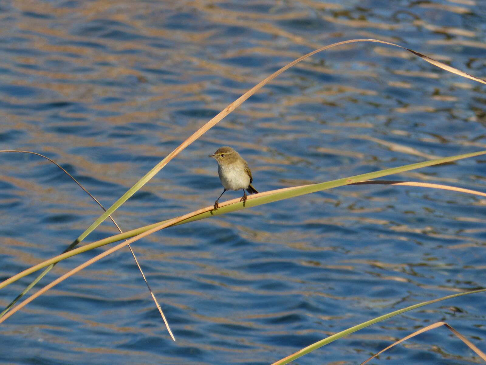 Panasonic DMC-FZ62 sample photo. Bird, ave, phylloscopus collybita photography