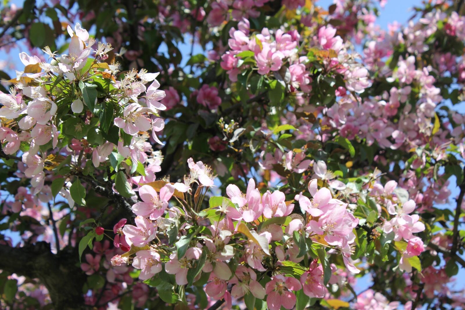 Canon EOS 550D (EOS Rebel T2i / EOS Kiss X4) sample photo. Flower, nature, tree photography