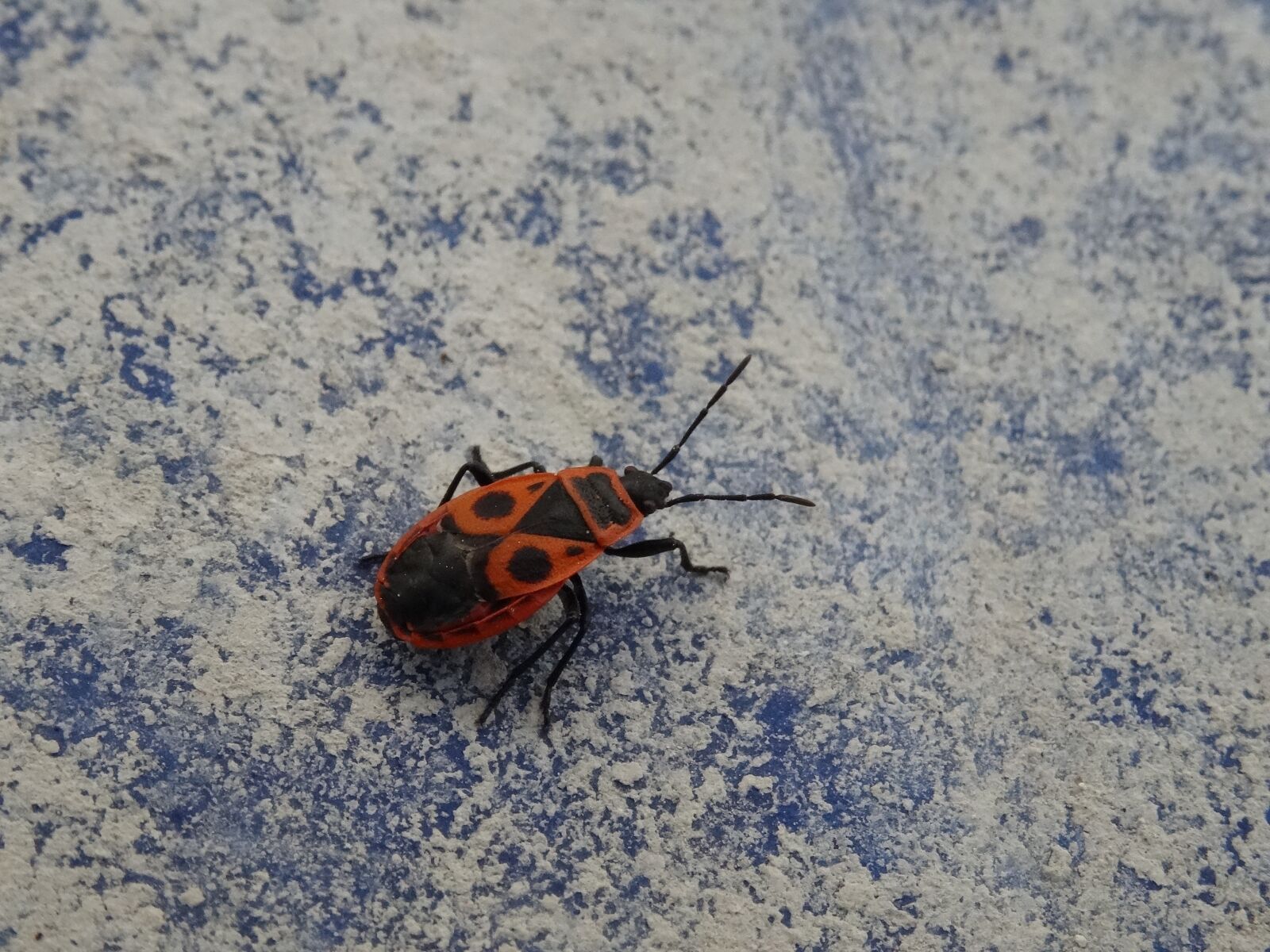 Sony DSC-HX50 sample photo. Smith wingless, arthropods, sze photography