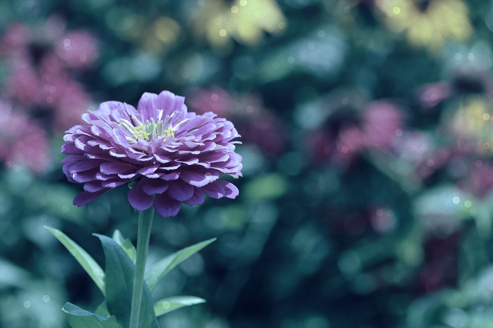 Canon EOS 750D (EOS Rebel T6i / EOS Kiss X8i) sample photo. Zinnia, garden, color photography