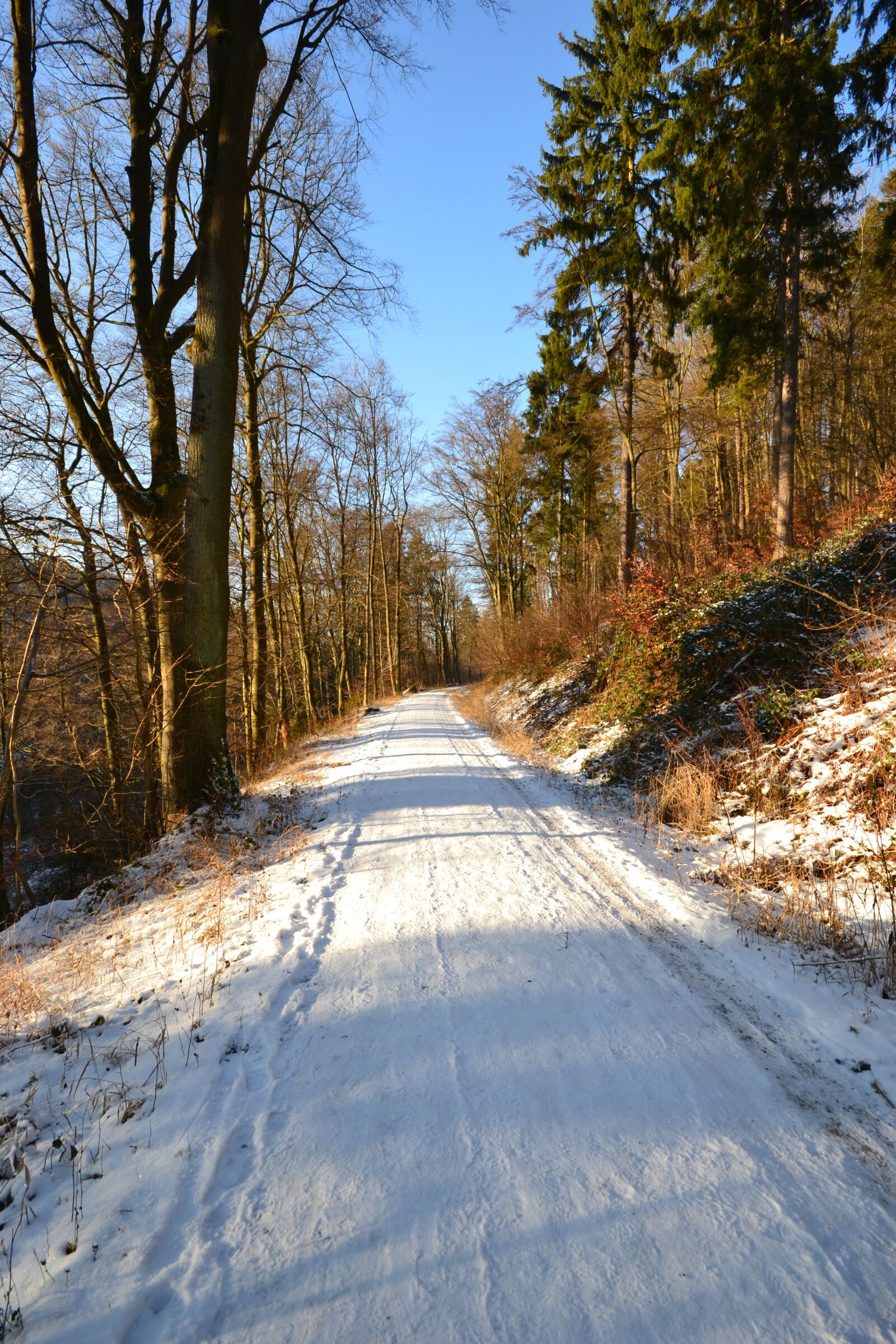Nikon D3100 sample photo. Forest, away, bridge photography