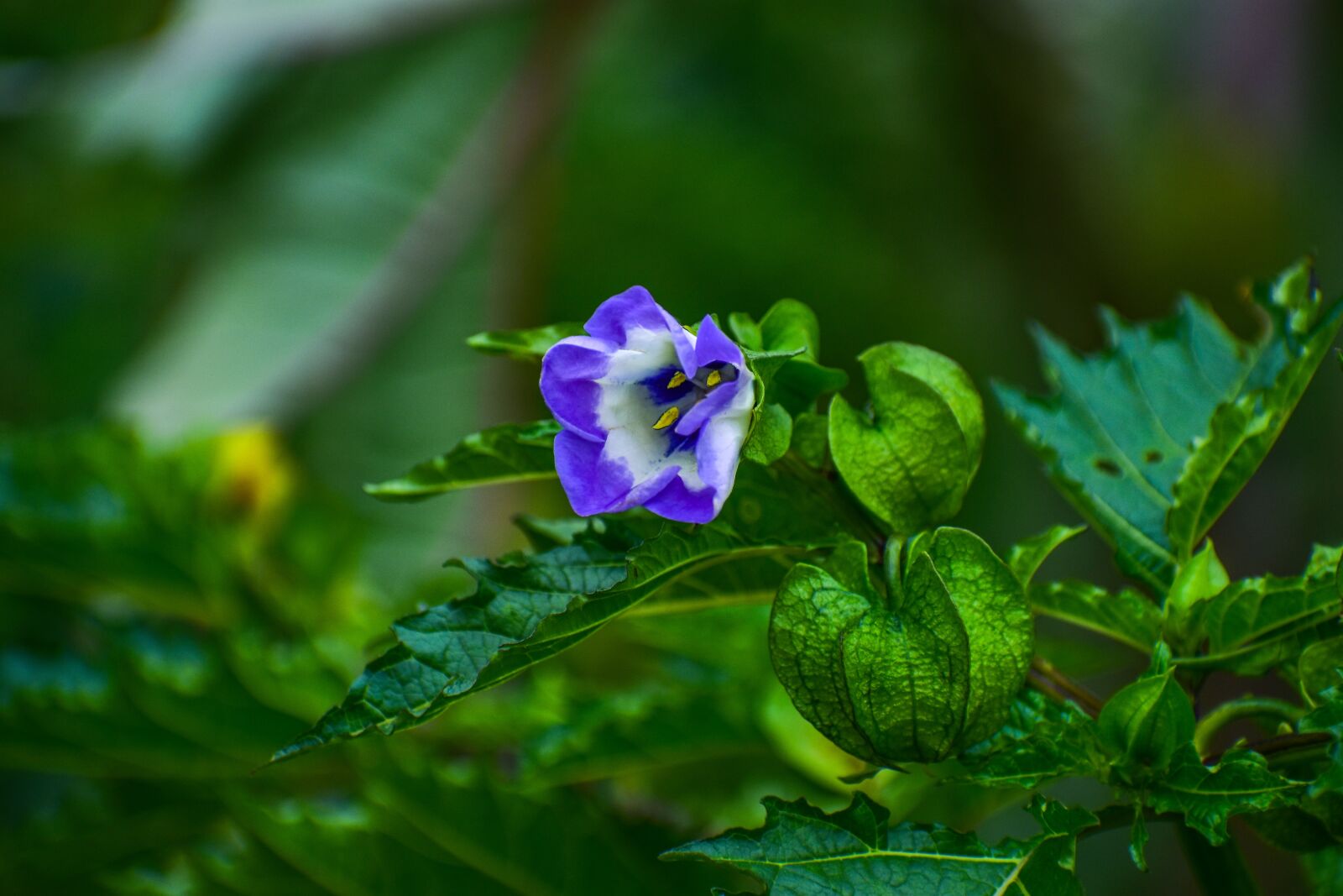 Nikon D3400 sample photo. Flower, beautiful, plant photography