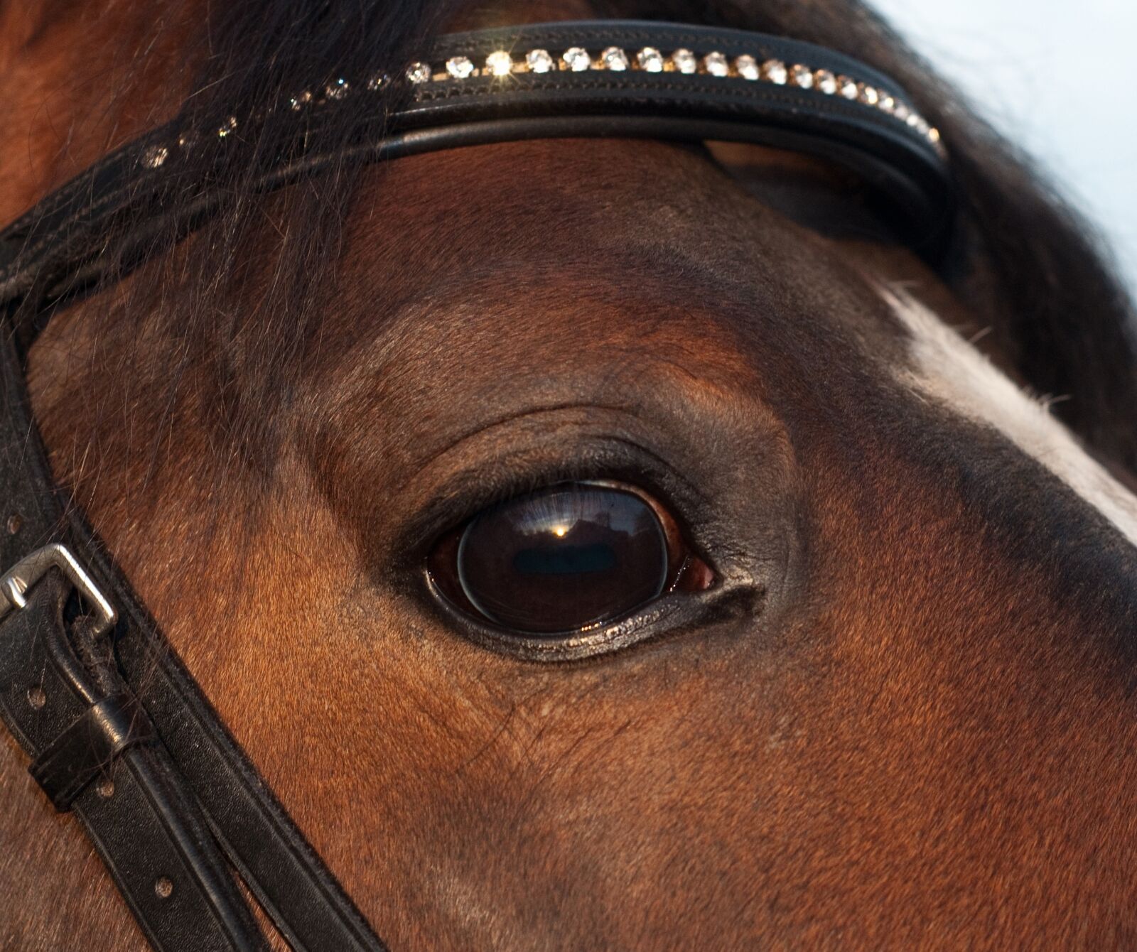 Nikon D300 sample photo. Horse, eye, close up photography