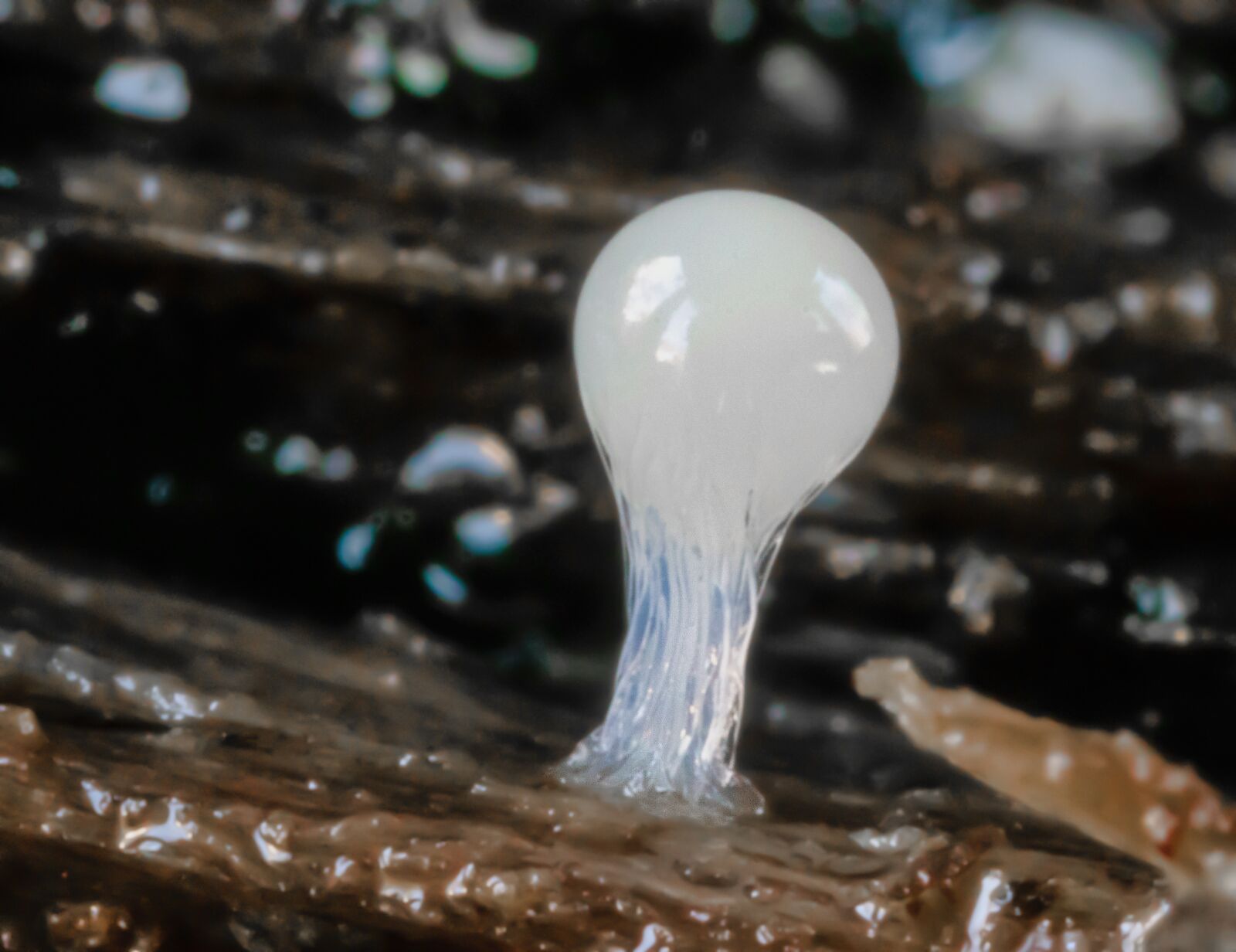 Canon MP-E 65mm F2.5 1-5x Macro Photo sample photo. Slime-mould, white, micro photography