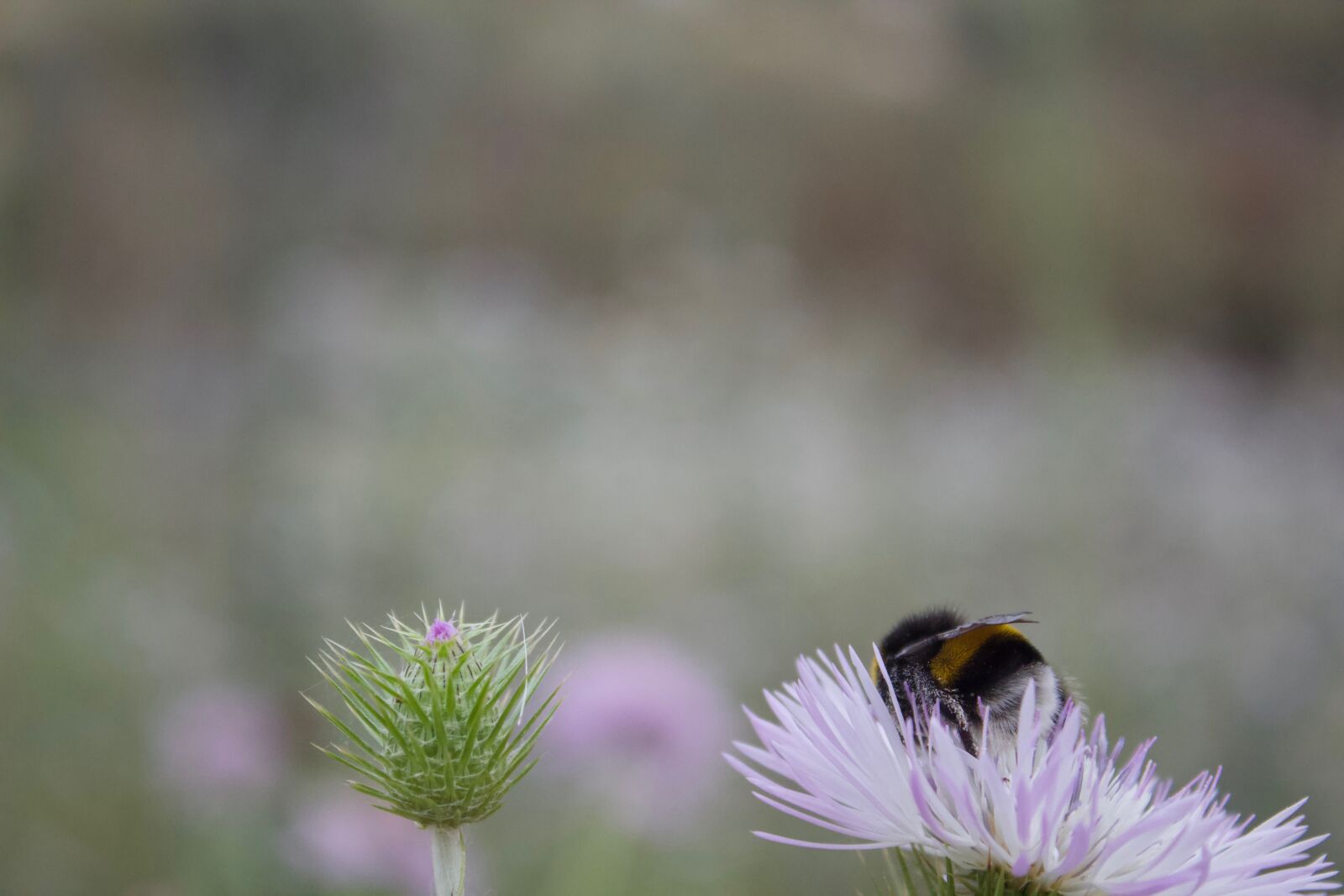 Canon EOS 600D (Rebel EOS T3i / EOS Kiss X5) sample photo. Flower, insect, nature photography