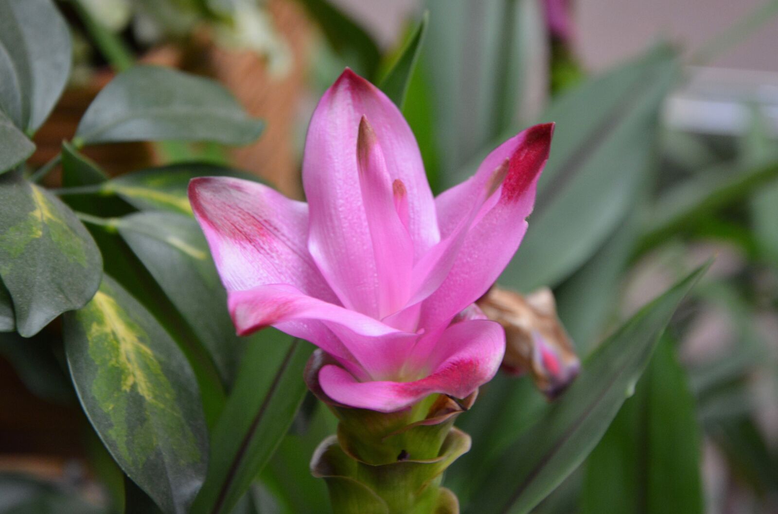 Nikon D5200 sample photo. Flower, flower turmeric, pink photography