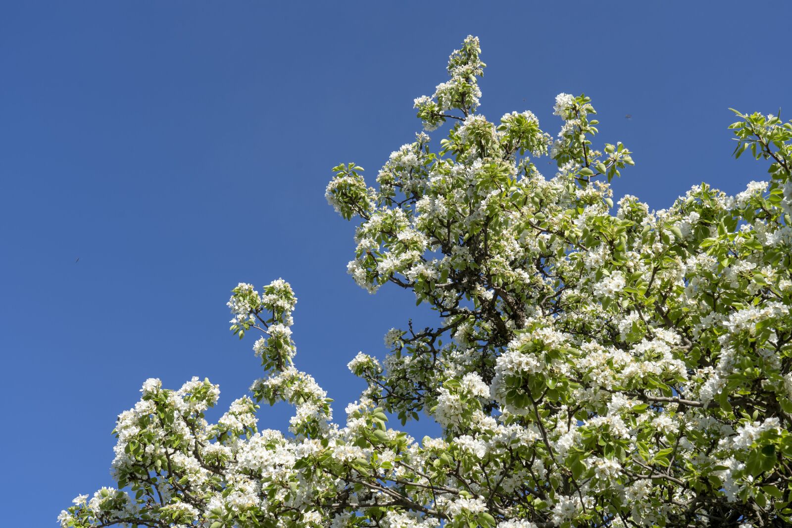 Sony FE 24-105mm F4 G OSS sample photo. Pear, flowering, flowers photography