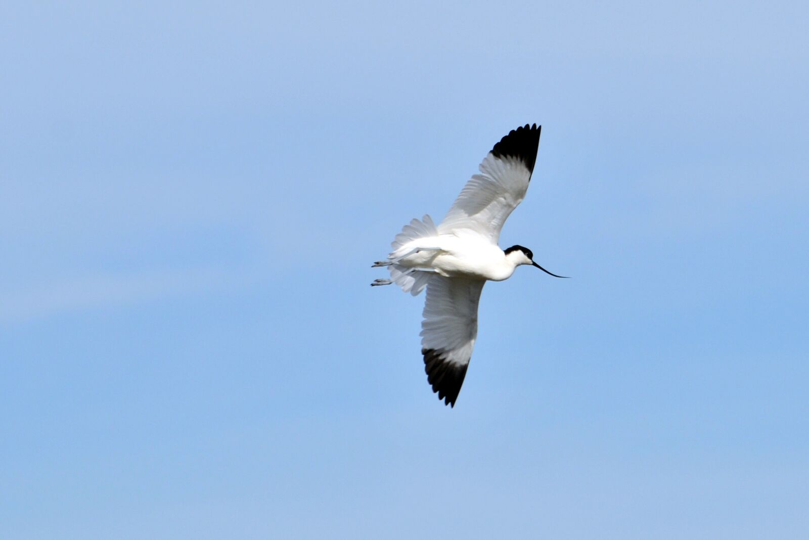 Nikon D300S sample photo. Avocets, marshes, birds photography