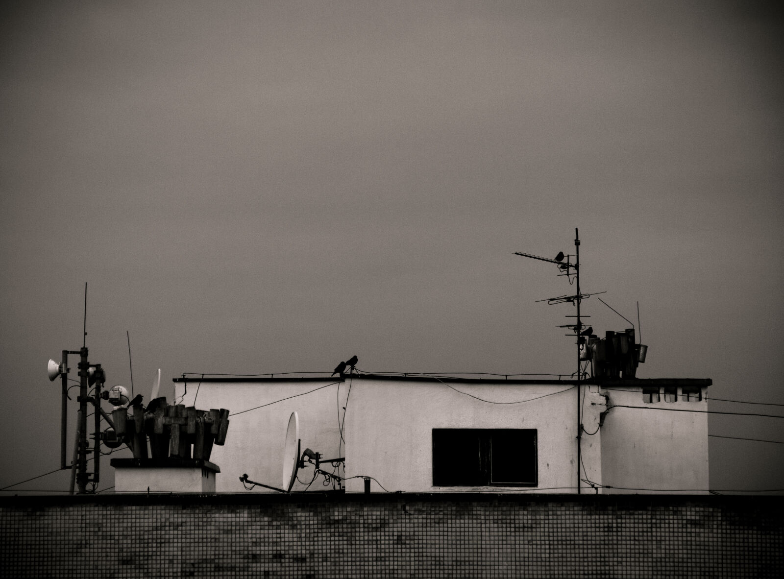 Canon EOS 600D (Rebel EOS T3i / EOS Kiss X5) sample photo. Birds, roof photography