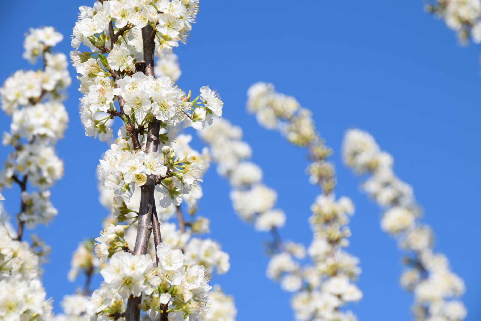 Nikon D5300 sample photo. Blue, white, outdoor photography