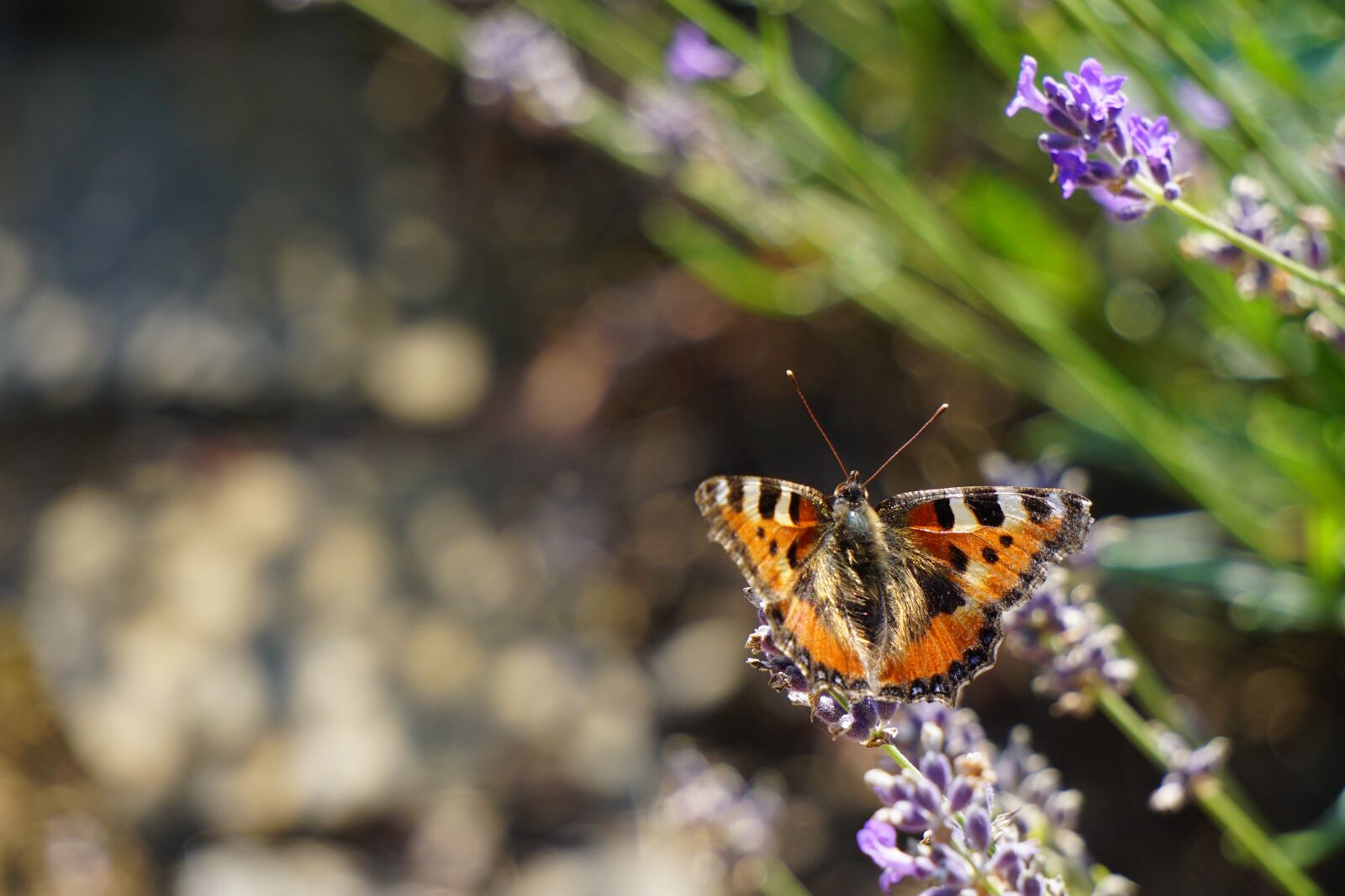 Sony a6000 sample photo. Fox butterfly, butterfly, insect photography
