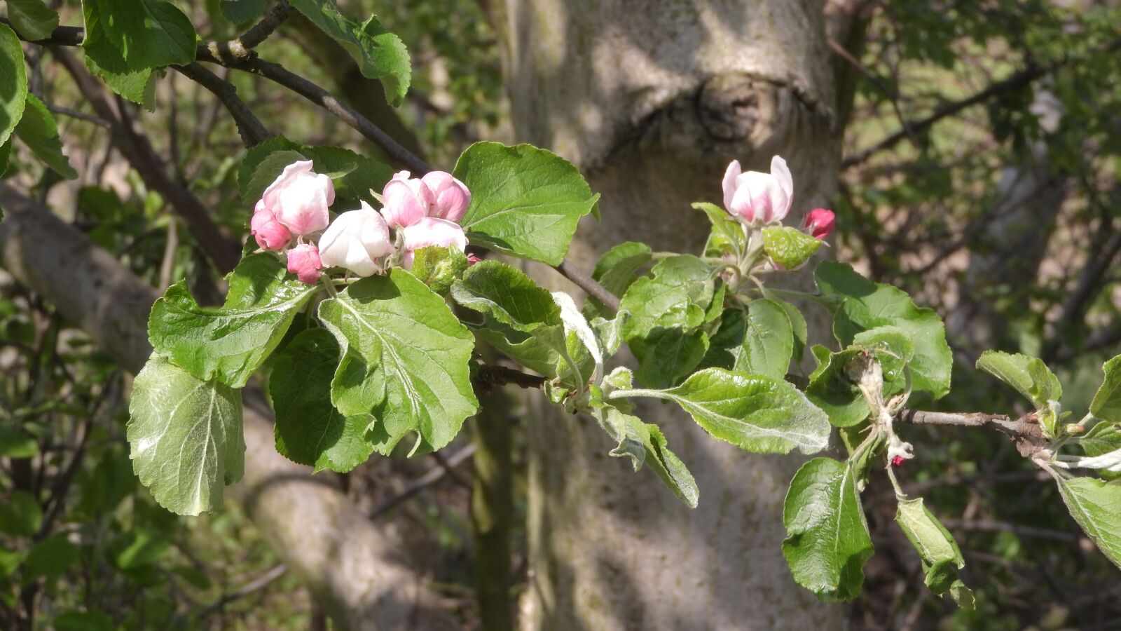 Nikon Coolpix P610 sample photo. Apple tree, flowers, twig photography