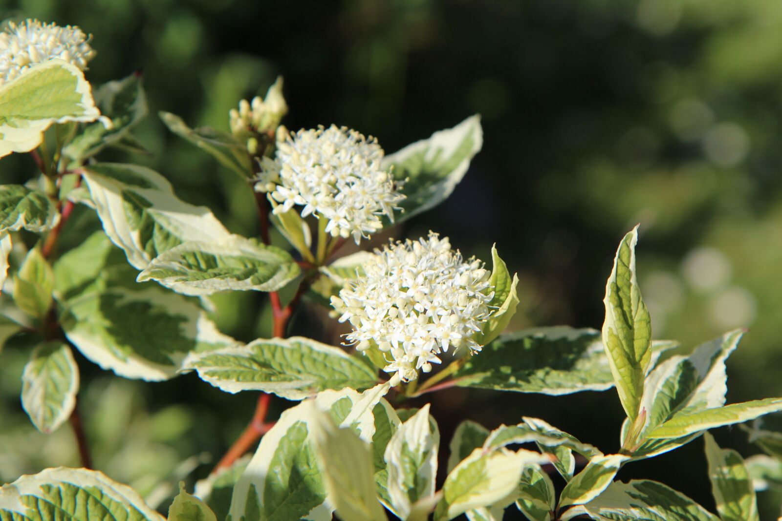 Canon EOS 600D (Rebel EOS T3i / EOS Kiss X5) sample photo. Dogwood, dogwood-variegated, leaf variegated photography