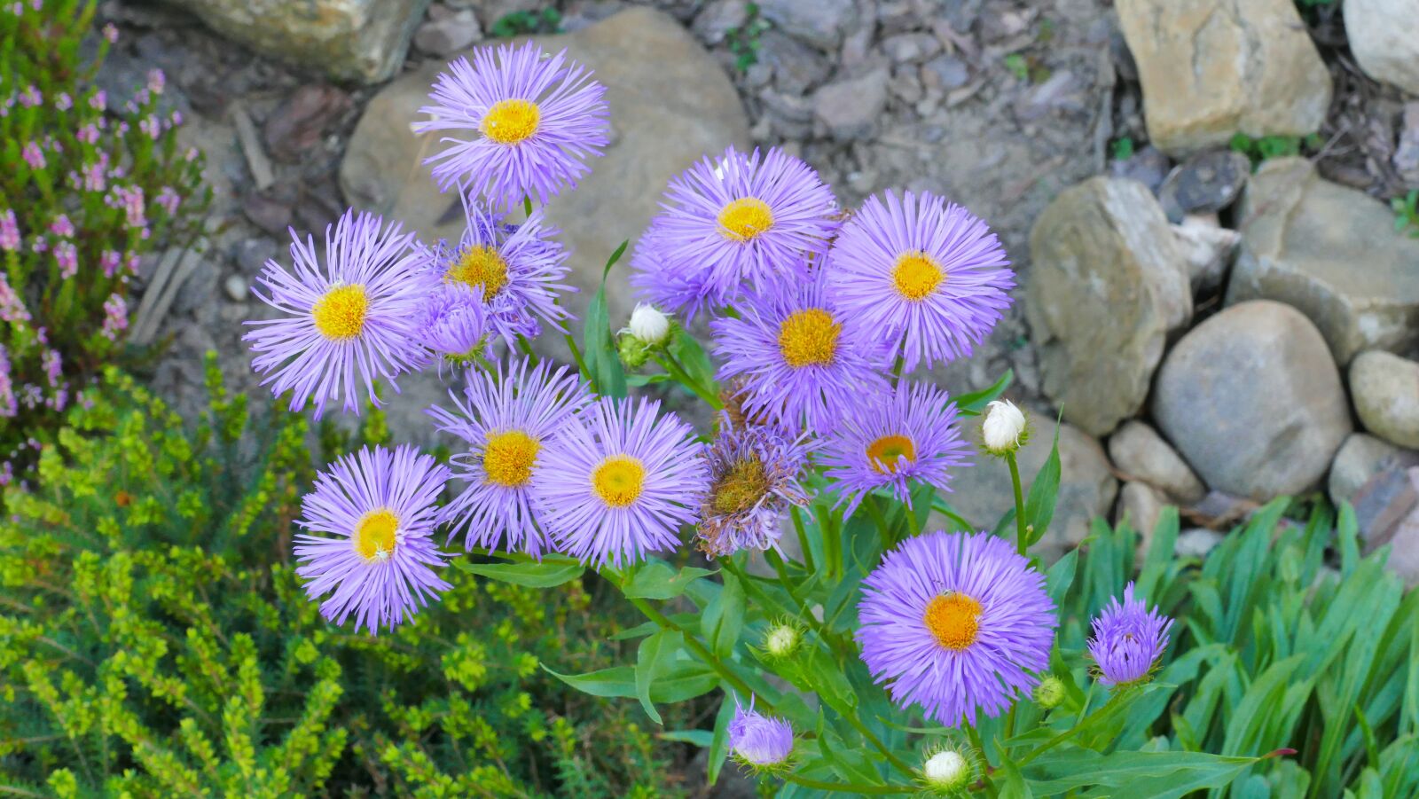 Panasonic Lumix DMC-FZ1000 sample photo. Flowers, violet, summer photography