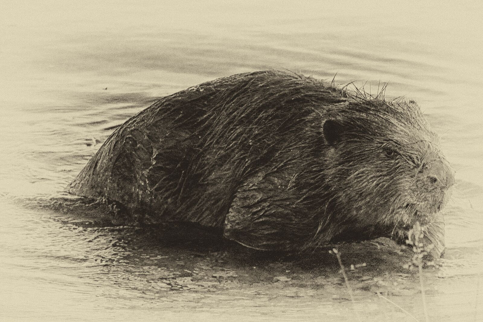 Canon EF-S 55-250mm F4-5.6 IS STM sample photo. Beaver, eat, water photography