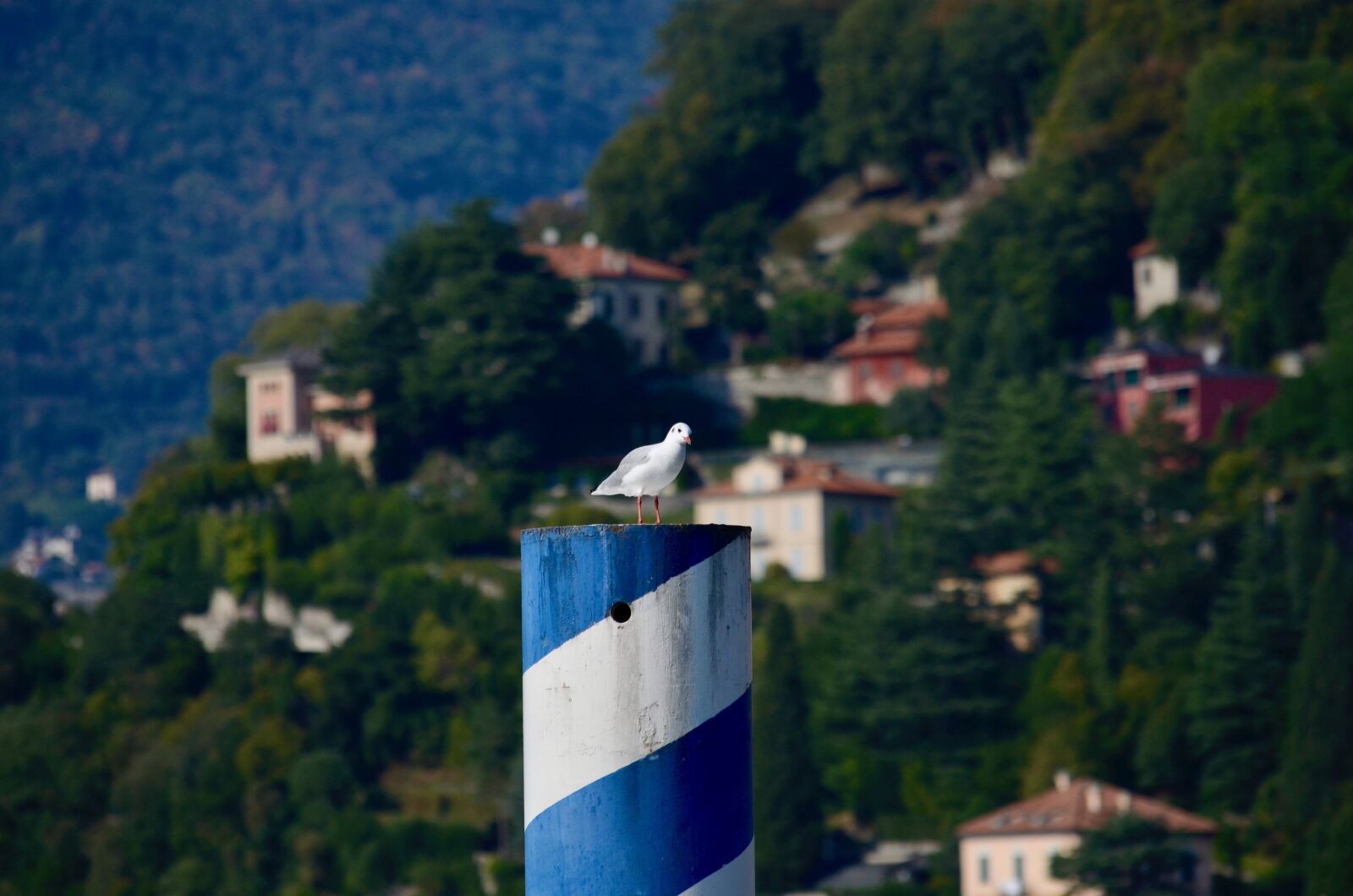 Nikon D5100 sample photo. Seagull, water bird, bird photography