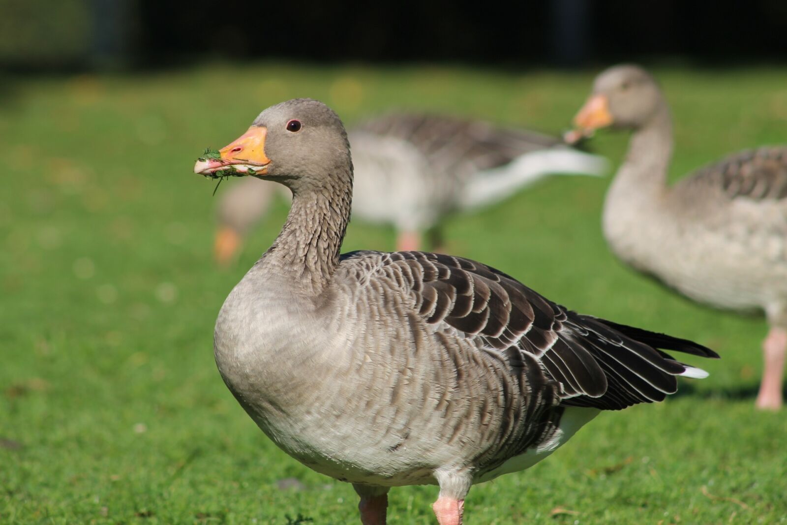 Canon EF75-300mm f/4-5.6 sample photo. Bird, nature, goose photography